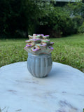 Lighted Succulent