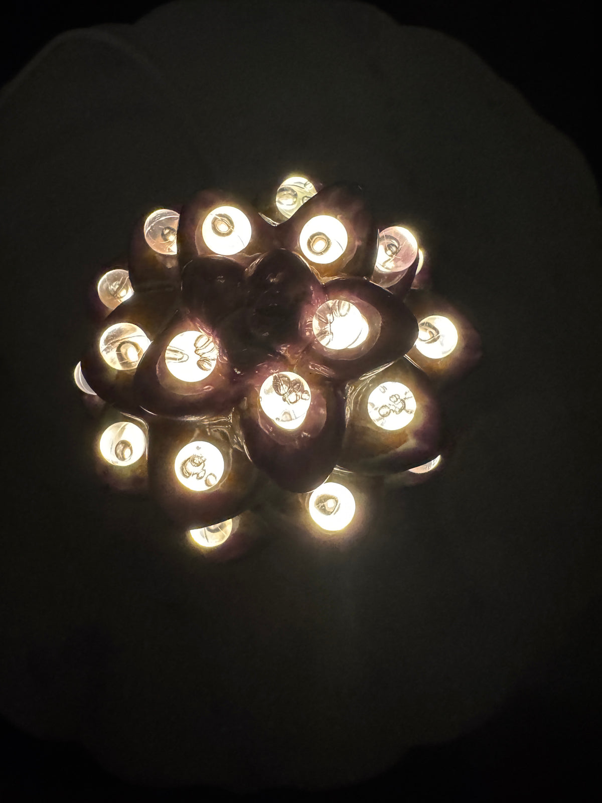 Lighted Succulent